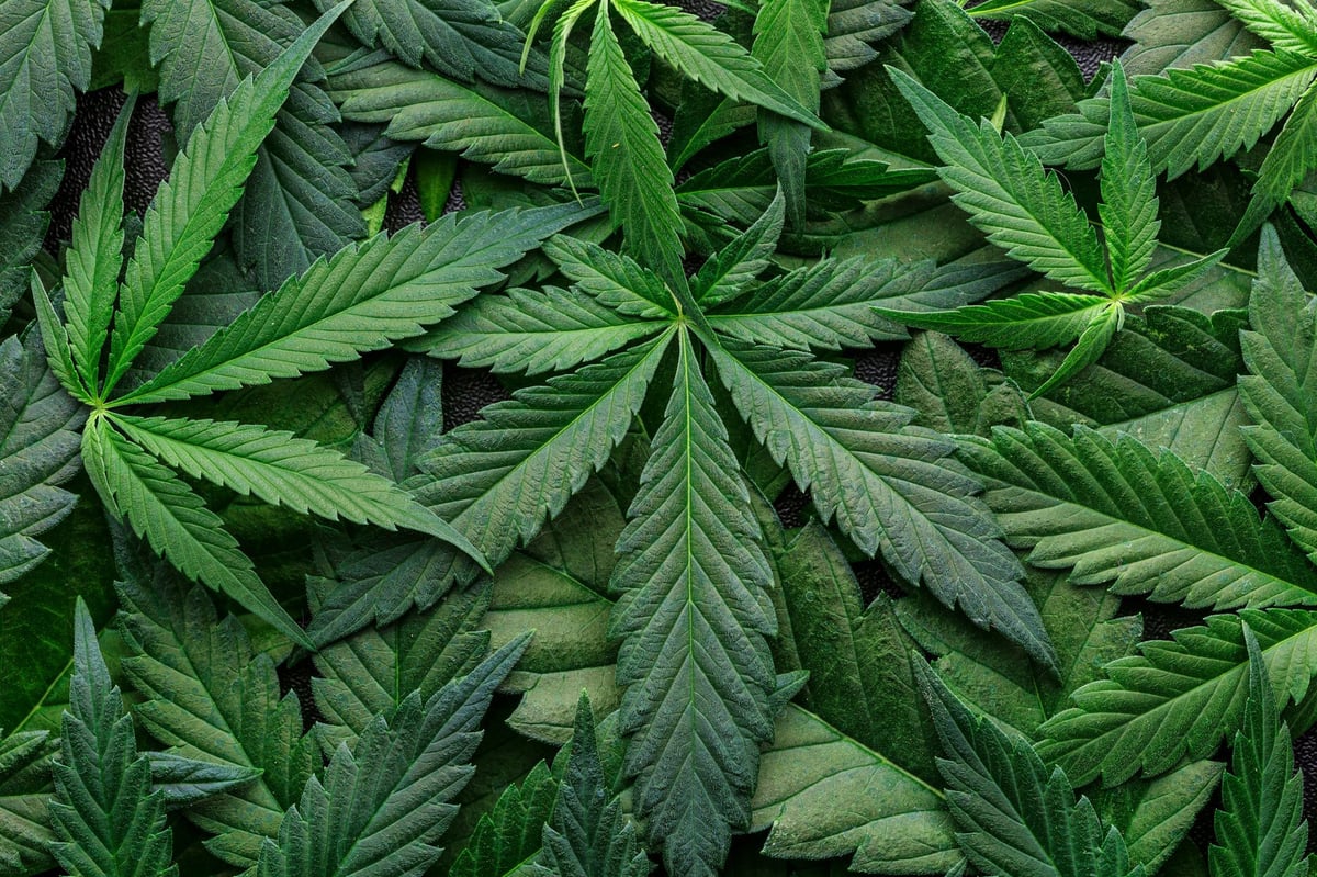 Green Blue Dream cannabis flowers on a dark background
