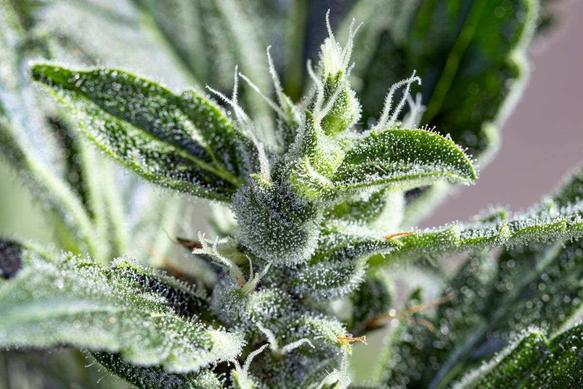 Harvest-ready cannabis flower covered in trichomes