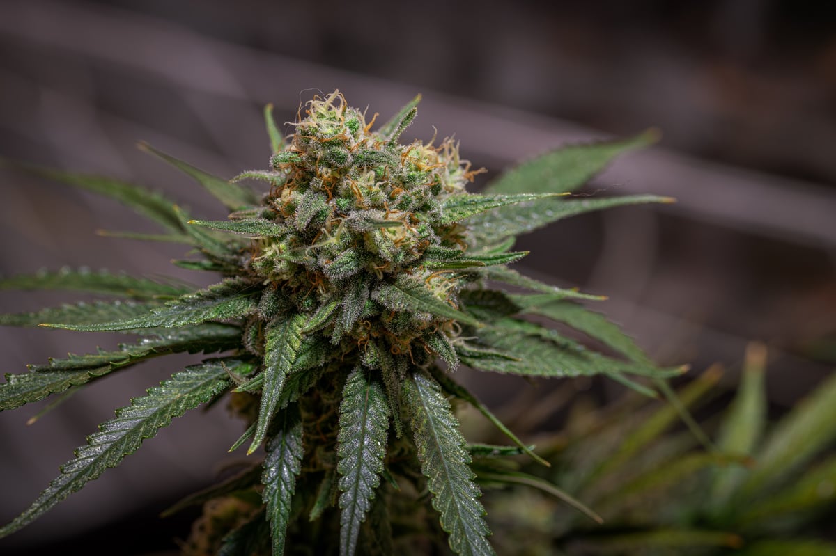 Dense indoor Black Apple and Blue Cheese cannabis buds with vivid colour