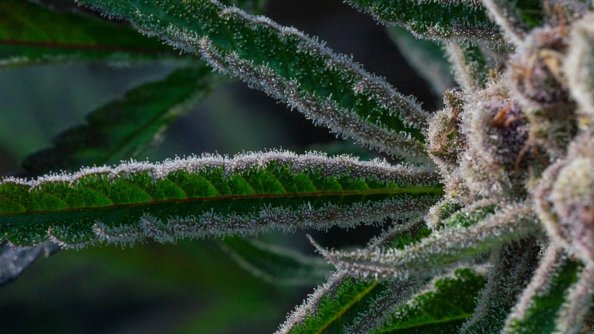 Flowering cannabis plant in full bloom