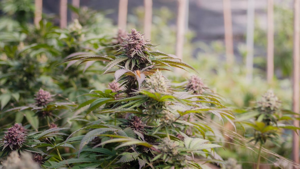 Vibrant purple cannabis flowers growing on a healthy plant