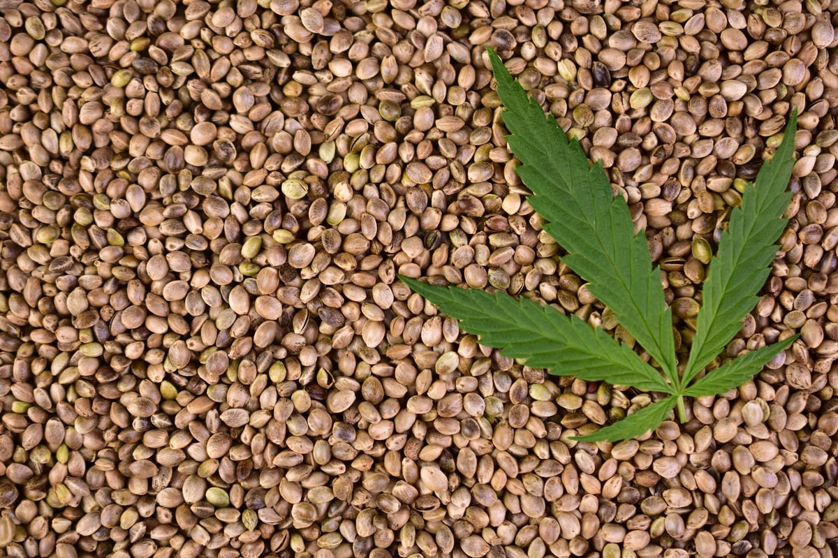 Hemp leaf on a background of hemp seeds