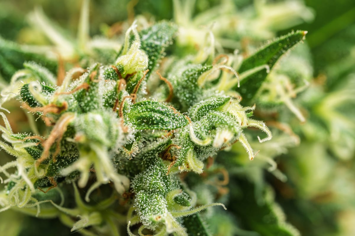 Macro shot of premium resinous cannabis flower