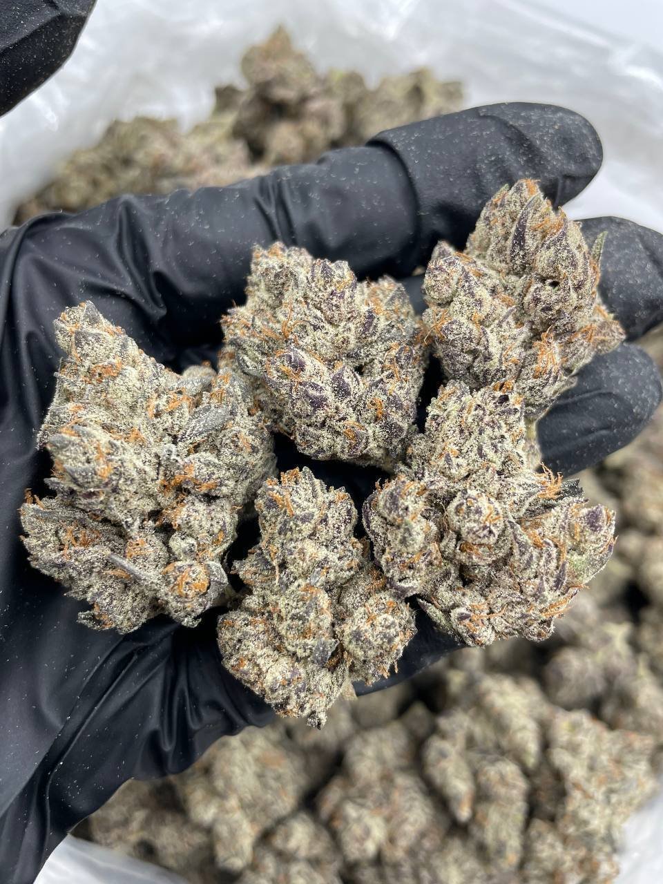 Black-gloved hand holding a cluster of dense, trichome-covered Cherry Jupiter buds over a tub of more flower