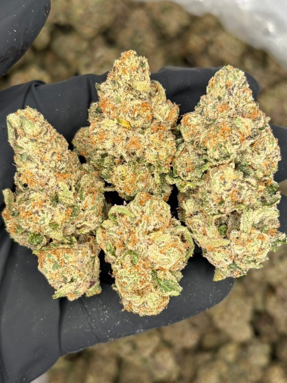 Georgia Pie × Skittlez indoor cannabis buds with bright orange trichomes