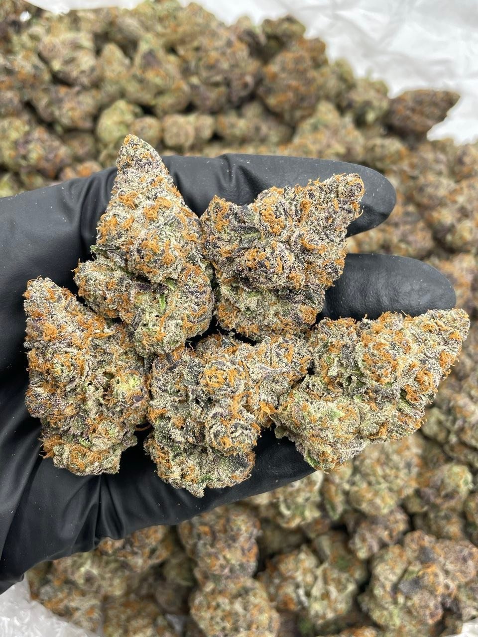 Gelonade indoor cannabis buds held in a gloved hand