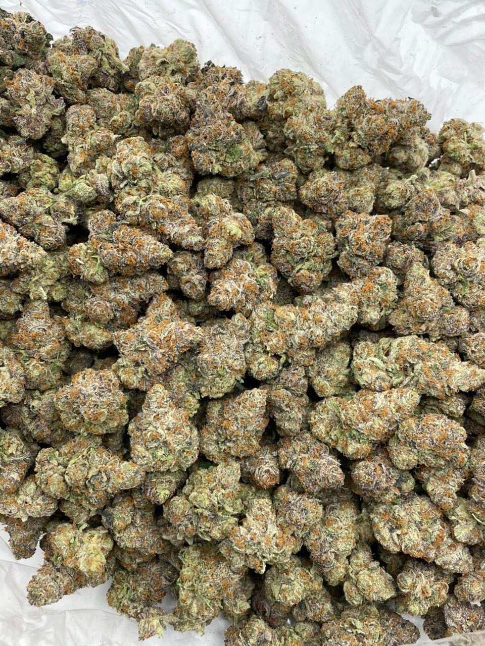 Arctic Cherry Sherbet indoor cannabis buds on a white background
