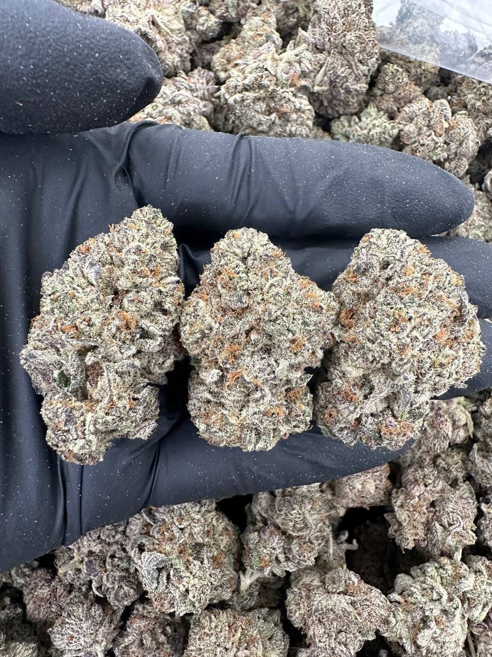 Black-gloved hand holding three dense, frost-covered White Gelato Cake buds above a tray of more flower