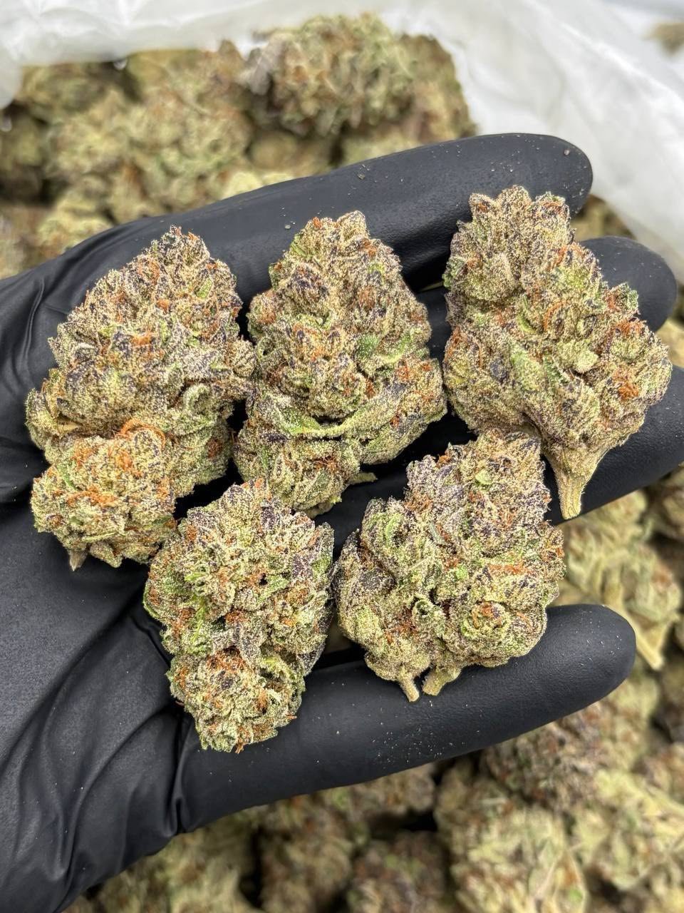 Animal Face cannabis buds with green and amber colouring and visible trichomes