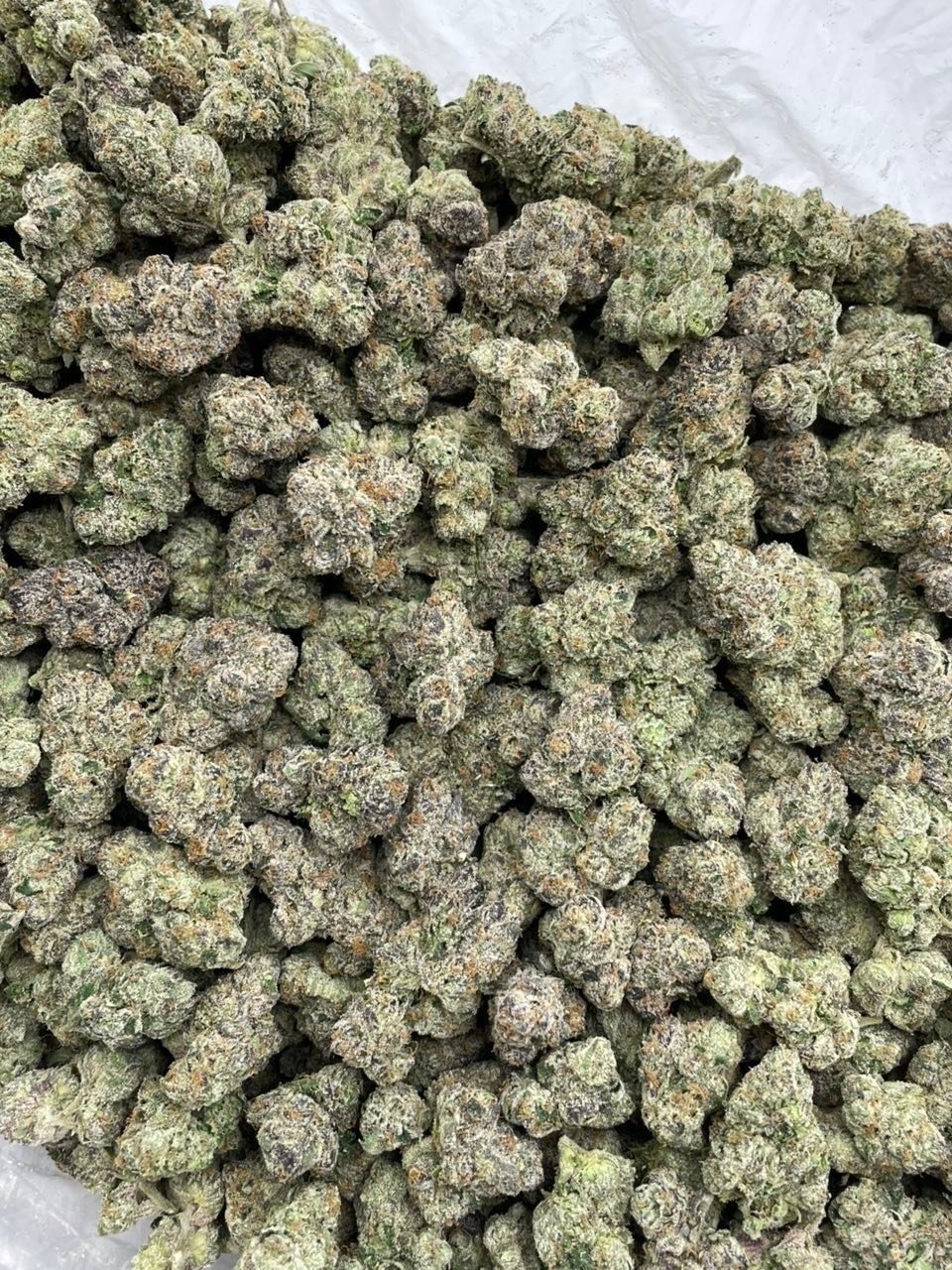 Overhead view of many dense indoor cannabis buds with frosty trichomes on a white surface