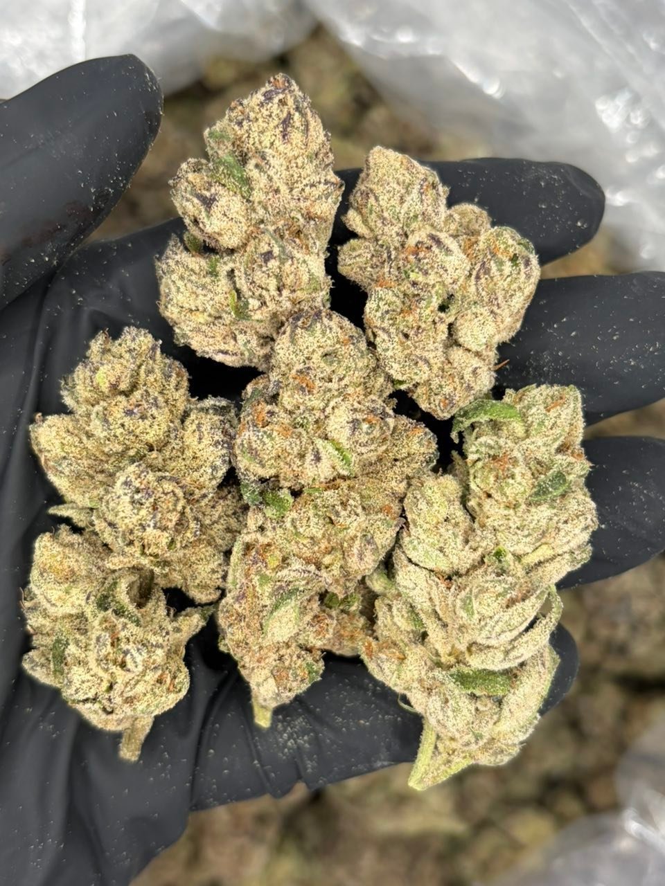 GMO Runtz indoor cannabis buds with green and brown hues