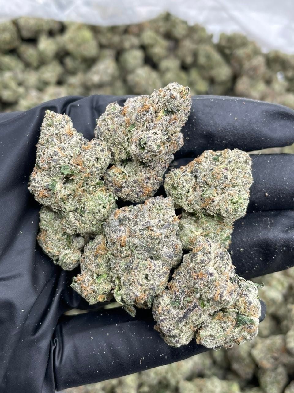 Hand in a black glove holding a handful of dense, trichome-covered indoor cannabis buds
