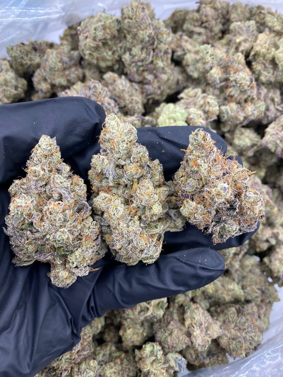 Black-gloved hand holding three dense, trichome-covered GMO x Han Solo Burger buds over a tray of more flower